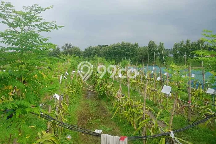 Lahan Kosong Dijual di Kertajati, Majalengka, Luas 2543m2 Area Strategis Lahan Kosong Dijual di Kertajati, Majalengka, Luas 2543m2 Area Strategis