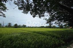 Dijual Tanah di Cianjur, Luas 44000m2 SHM Dijual Tanah di Cianjur, Luas 44000m2 SHM