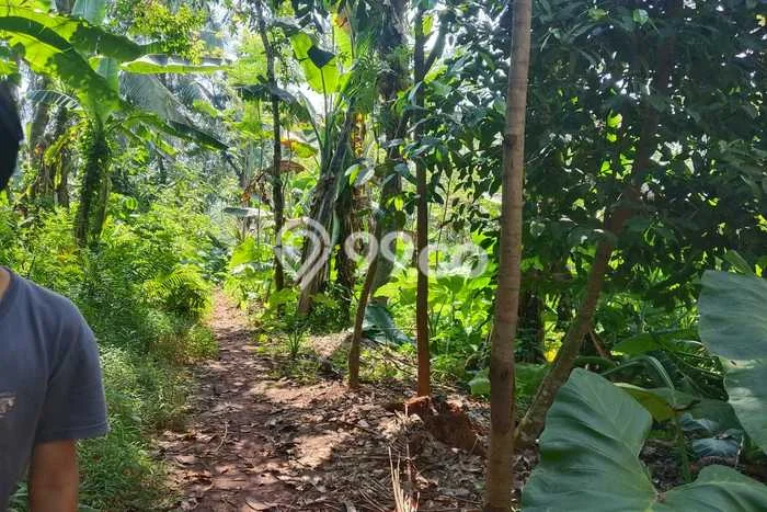 Lahan untuk Dijual di Batang Batang Luas 1800m2 Lahan untuk Dijual di Batang Batang Luas 1800m2