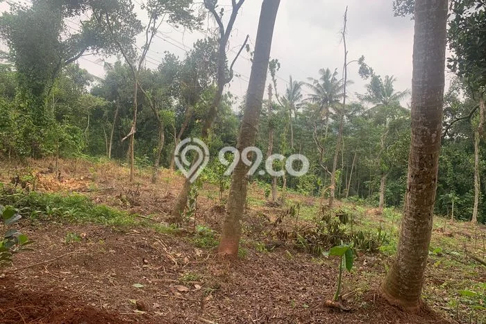 Tanah Dijual Lokasi Batang, Batang dengan Luas Tanah 10000m2 dan Status SHM Tanah Dijual Lokasi Batang, Batang dengan Luas Tanah 10000m2 dan Status SHM