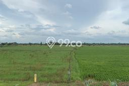 Tanah Dijual Lokasi Purwodadi Purwodadi SHM Tanah Dijual Lokasi Purwodadi Purwodadi SHM