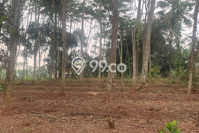 Tanah Dijual Lokasi Batang, Batang dengan Luas Tanah 10000m2 dan Status SHM Tanah Dijual Lokasi Batang, Batang dengan Luas Tanah 10000m2 dan Status SHM