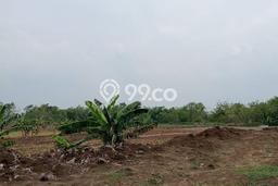 Tanah di Wirosari, Grobogan Luas 20000m2 Dijual Segera Tanah di Wirosari, Grobogan Luas 20000m2 Dijual Segera