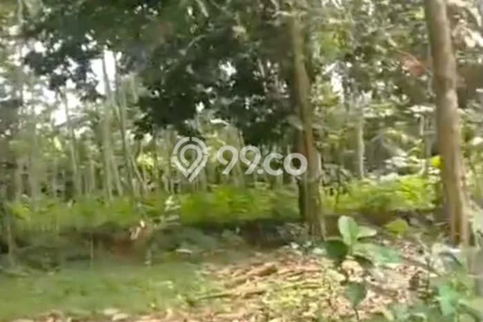 Lahan Dijual Lokasi Cilongok, Banyumas dengan Luas Tanah 245m2 dan Status - Lahan Dijual Lokasi Cilongok, Banyumas dengan Luas Tanah 245m2 dan Status -