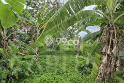 Kavling Tanah di Soreang Dijual Luas 3057m2 Legalitas SHM Kavling Tanah di Soreang Dijual Luas 3057m2 Legalitas SHM