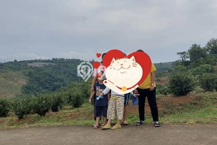 Dijual Tanah di Cigudeg, Luas 2400m2m², Akses Mudah Dijual Tanah di Cigudeg, Luas 2400m2m², Akses Mudah