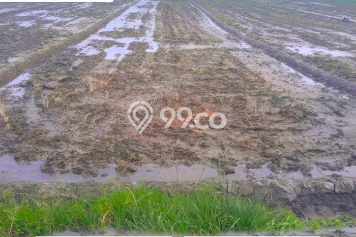 Dijual Tanah di Masaran Sragen Luas 900m2 SHM Dijual Tanah di Masaran Sragen Luas 900m2 SHM