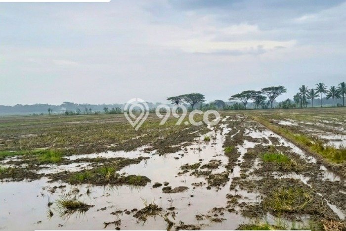 Kavling Tanah di Masaran Dijual Luas 1150m2 Legalitas SHM Kavling Tanah di Masaran Dijual Luas 1150m2 Legalitas SHM