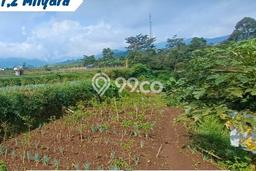 Lahan Investasi Lokasi Tawangmangu Karanganyar SHM Lahan Investasi Lokasi Tawangmangu Karanganyar SHM