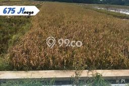 Tanah di Kebakkramat, Karanganyar Luas 1640m2 Dijual Segera Tanah di Kebakkramat, Karanganyar Luas 1640m2 Dijual Segera