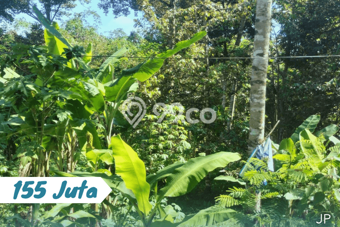 Tanah Strategis Dijual di Karangpandan Karanganyar 540m2 Tanah Strategis Dijual di Karangpandan Karanganyar 540m2