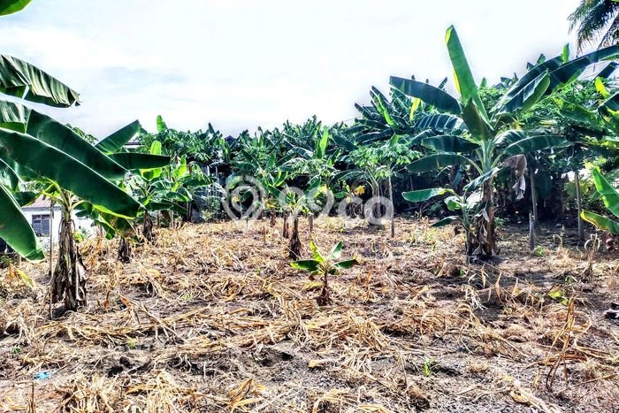 Tanah di Malalayang, Manado Luas 900m2 Dijual Segera Tanah di Malalayang, Manado Luas 900m2 Dijual Segera