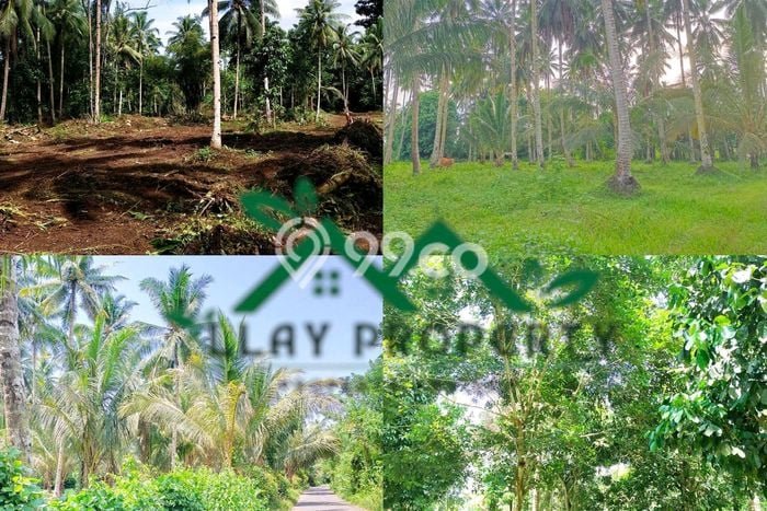Untuk Dijual Tanah 12000m2 di Minut, Manado Untuk Dijual Tanah 12000m2 di Minut, Manado