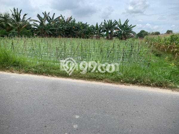 Tanah Dijual Lokasi Percut Sei Tuan Deli Serdang Hak Pakai Tanah Dijual Lokasi Percut Sei Tuan Deli Serdang Hak Pakai