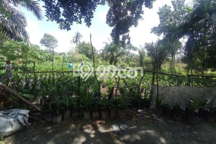 Tanah Dijual Lokasi Tapung, Kampar Luas 362m2 Legalitas Aman Tanah Dijual Lokasi Tapung, Kampar Luas 362m2 Legalitas Aman