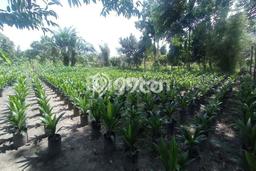Tanah Dijual Lokasi Tapung, Kampar Luas 362m2 Legalitas Aman Tanah Dijual Lokasi Tapung, Kampar Luas 362m2 Legalitas Aman