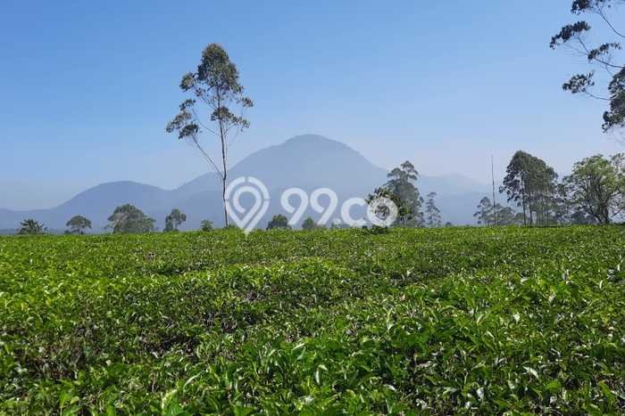 Kavling Tanah Dijual di Pangalengan, Bandung, Luas 13600m2 Area Strategis Kavling Tanah Dijual di Pangalengan, Bandung, Luas 13600m2 Area Strategis