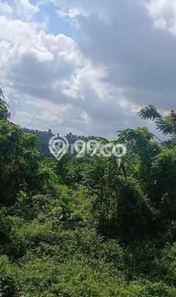 Tanah di Ubud, Gianyar Luas 6007m2 Dijual Segera Tanah di Ubud, Gianyar Luas 6007m2 Dijual Segera
