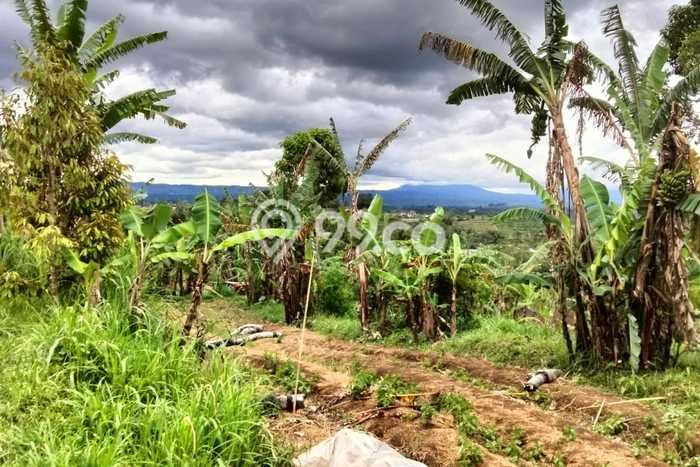 Lahan untuk Dijual di Baturiti Tabanan Luas 1650m2 Lahan untuk Dijual di Baturiti Tabanan Luas 1650m2