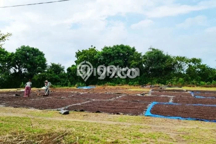 Tanah Investasi Dijual di Buleleng Punya Luas 590m2 Tanah Investasi Dijual di Buleleng Punya Luas 590m2
