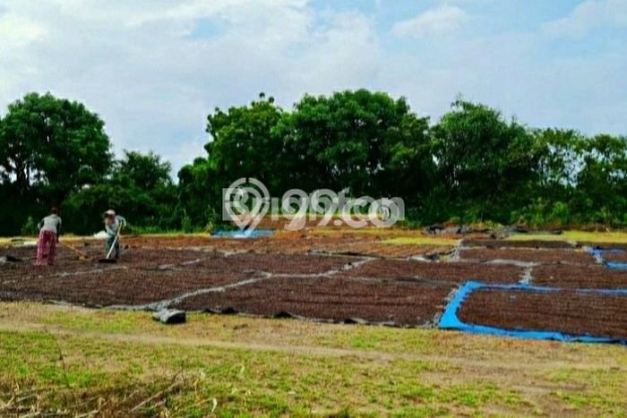 Lahan Investasi Lokasi Kubutambahan Buleleng SHM Lahan Investasi Lokasi Kubutambahan Buleleng SHM
