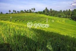 Tanah Kavling Dijual di Antosari, Tabanan dengan Luas Tanah 7850m2 Tanah Kavling Dijual di Antosari, Tabanan dengan Luas Tanah 7850m2