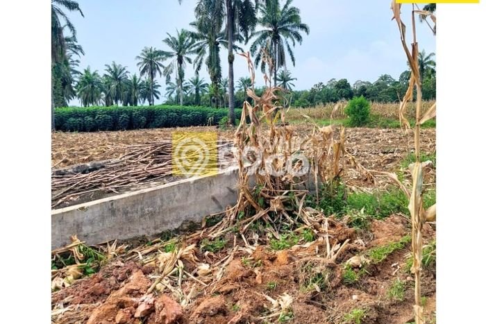 Tanah Kosong Dijual di Lampung Tengah dengan Area 75580m2 Tanah Kosong Dijual di Lampung Tengah dengan Area 75580m2