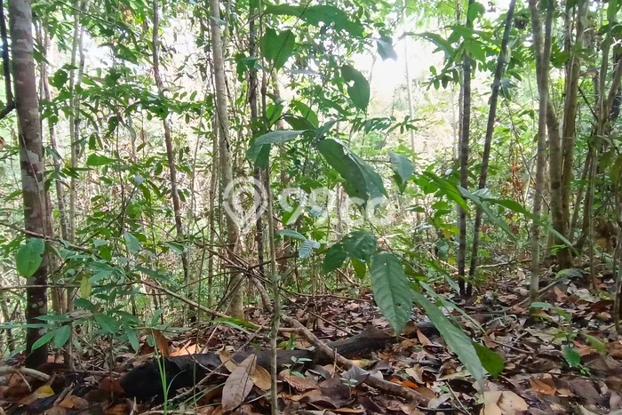 Kavling Tanah untuk Dijual di Karang Joang, Balikpapan, Luas 21000m2 Kavling Tanah untuk Dijual di Karang Joang, Balikpapan, Luas 21000m2