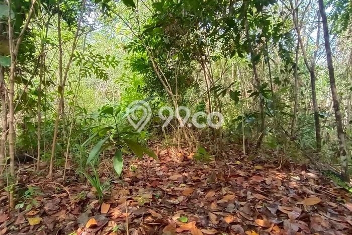 Kavling Tanah untuk Dijual di Karang Joang, Balikpapan, Luas 21000m2 Kavling Tanah untuk Dijual di Karang Joang, Balikpapan, Luas 21000m2