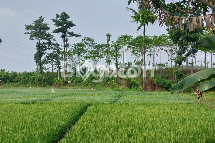 Kavling Tanah di Boja Dijual Luas 4300m2 Legalitas SHM Kavling Tanah di Boja Dijual Luas 4300m2 Legalitas SHM