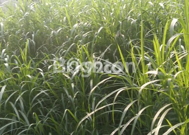 Tanah Kavling Dijual di Taman Sari, Salatiga dengan Luas Tanah 10000m2 Tanah Kavling Dijual di Taman Sari, Salatiga dengan Luas Tanah 10000m2