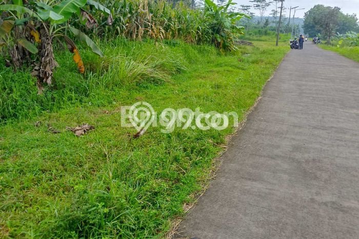 Tanah Dijual Lokasi Tuntang, Semarang Luas 3992m2 Legalitas Aman Tanah Dijual Lokasi Tuntang, Semarang Luas 3992m2 Legalitas Aman
