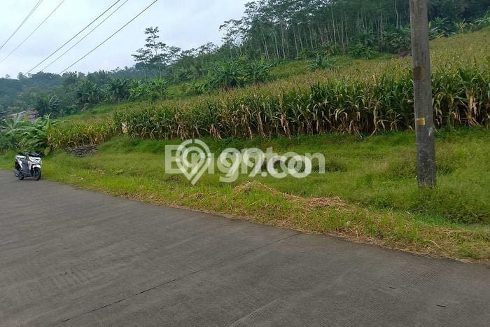 Tanah Dijual Lokasi Tuntang, Semarang Luas 3992m2 Legalitas Aman Tanah Dijual Lokasi Tuntang, Semarang Luas 3992m2 Legalitas Aman