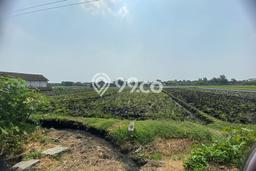 Kavling Tanah Dijual di Tasikmadu Karanganyar Spesifikasi 3300m2 Kavling Tanah Dijual di Tasikmadu Karanganyar Spesifikasi 3300m2