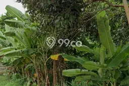 Tanah Area Potensial Kawasan Tajur Halang, Luas 2733m2m², Kawasan Asri, Dekat Tajur Halang, Bogor, Bogor Tanah Area Potensial Kawasan Tajur Halang, Luas 2733m2m², Kawasan Asri, Dekat Tajur Halang, Bogor, Bogor