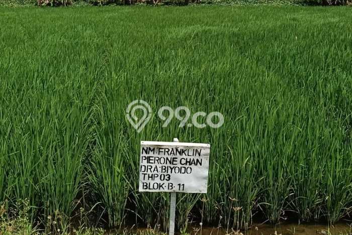Tanah Dijual Lokasi Menganti, Gresik Luas 70m2 Legalitas Aman Tanah Dijual Lokasi Menganti, Gresik Luas 70m2 Legalitas Aman