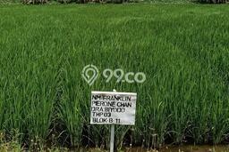 Tanah Dijual Lokasi Menganti, Gresik Luas 70m2 Legalitas Aman Tanah Dijual Lokasi Menganti, Gresik Luas 70m2 Legalitas Aman