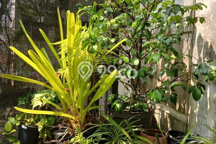 Rumah Modern 2 KT di Bandulan Malang Unfurnished Rumah Modern 2 KT di Bandulan Malang Unfurnished