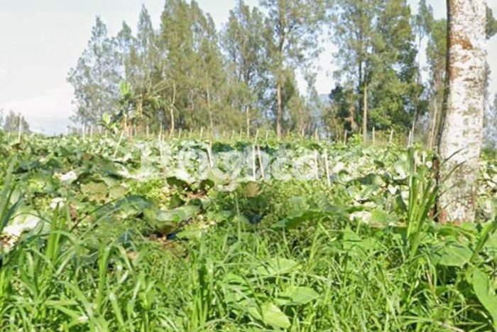 Tanah Investasi Dijual di Salatiga Punya Luas 2000m2 Tanah Investasi Dijual di Salatiga Punya Luas 2000m2
