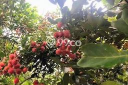 Tanah Premium Kawasan Serang Baru, Luas 810m², Cocok untuk Perumahan Tanah Premium Kawasan Serang Baru, Luas 810m², Cocok untuk Perumahan