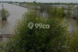 Kavling Tanah di Kaliwungu Dijual Luas 3660m2 Legalitas SHM Kavling Tanah di Kaliwungu Dijual Luas 3660m2 Legalitas SHM