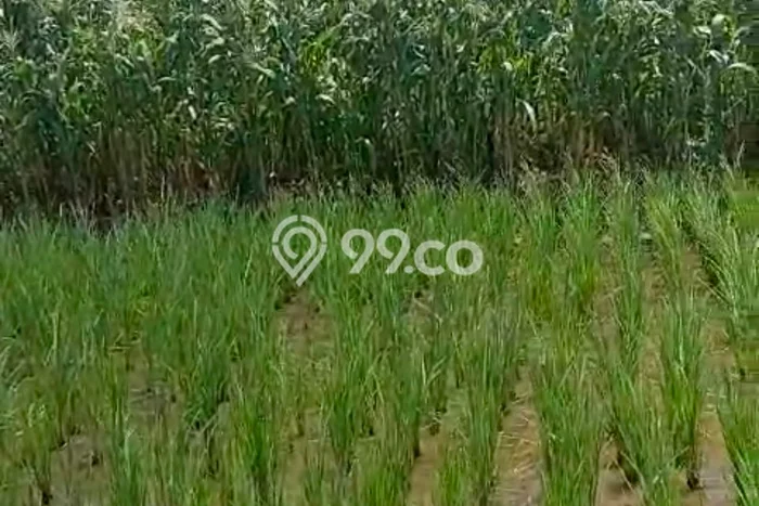 Tanah Dijual Lokasi Menganti, Gresik Luas 80m2 Legalitas Aman Tanah Dijual Lokasi Menganti, Gresik Luas 80m2 Legalitas Aman