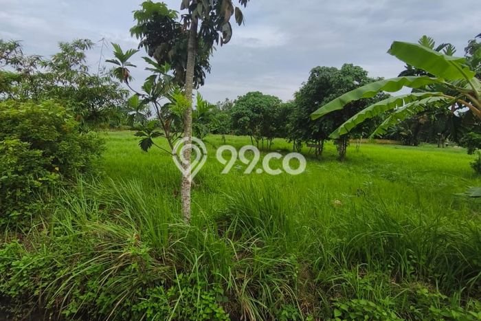 Tanah Strategis Dijual di Tabanan Tabanan 500m2 Tanah Strategis Dijual di Tabanan Tabanan 500m2