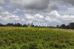 Jarang Ada! Tanah di Marga Punya Luas 2500m2 SHM Jarang Ada! Tanah di Marga Punya Luas 2500m2 SHM