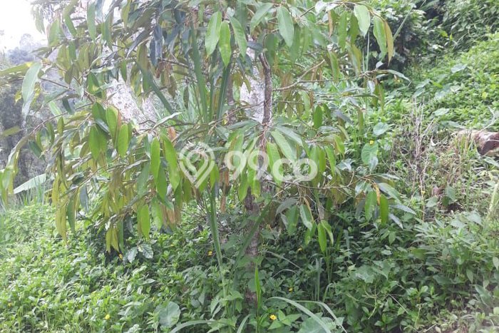 Tanah Dijual Lokasi Petang Badung SHM Tanah Dijual Lokasi Petang Badung SHM