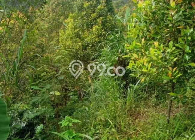 Lahan Dijual Lokasi Sukasada, Buleleng dengan Luas Tanah 65200m2 dan Status SHM Lahan Dijual Lokasi Sukasada, Buleleng dengan Luas Tanah 65200m2 dan Status SHM