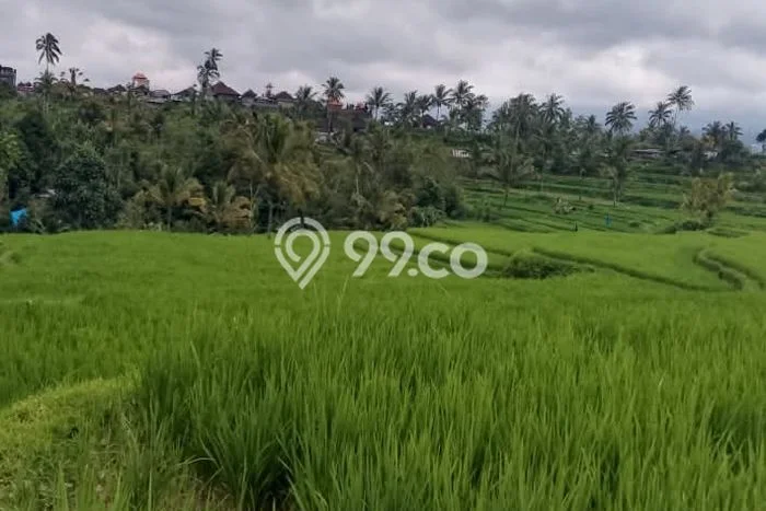 Lahan Strategis di Petang Dijual dengan Luas 6010m2 Lahan Strategis di Petang Dijual dengan Luas 6010m2