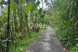 Tanah Kosong Dijual di Gianyar dengan Area 2000m2 Tanah Kosong Dijual di Gianyar dengan Area 2000m2