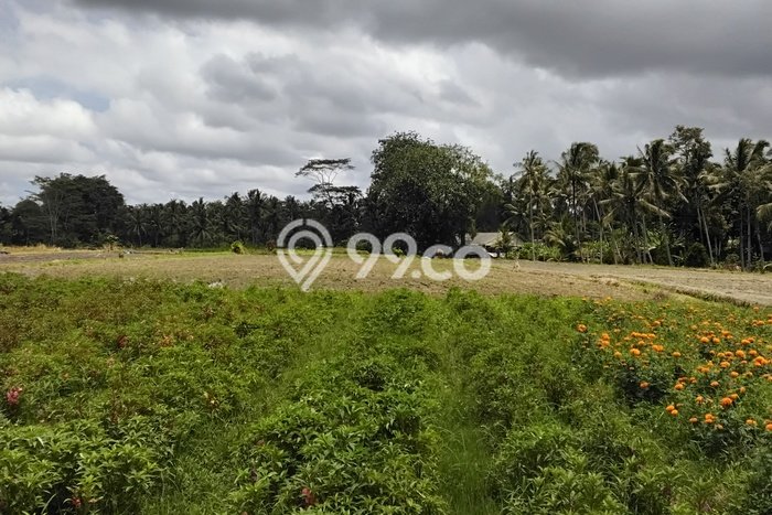 Jarang Ada! Tanah di Marga Punya Luas 2500m2 SHM Jarang Ada! Tanah di Marga Punya Luas 2500m2 SHM