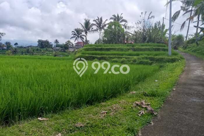 Lahan Strategis di Petang Dijual dengan Luas 6010m2 Lahan Strategis di Petang Dijual dengan Luas 6010m2